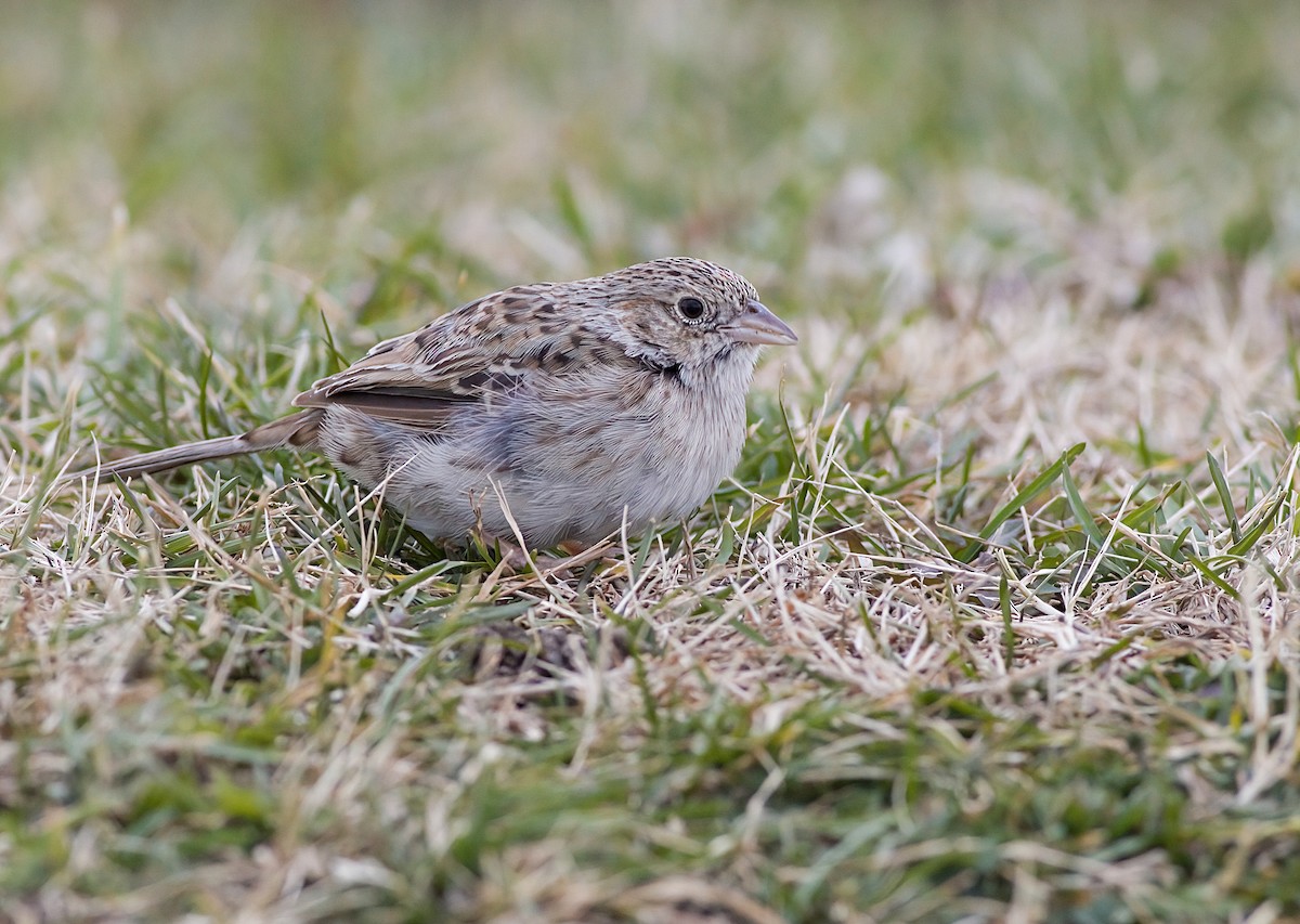 Чінголо очеретяний - ML646617887