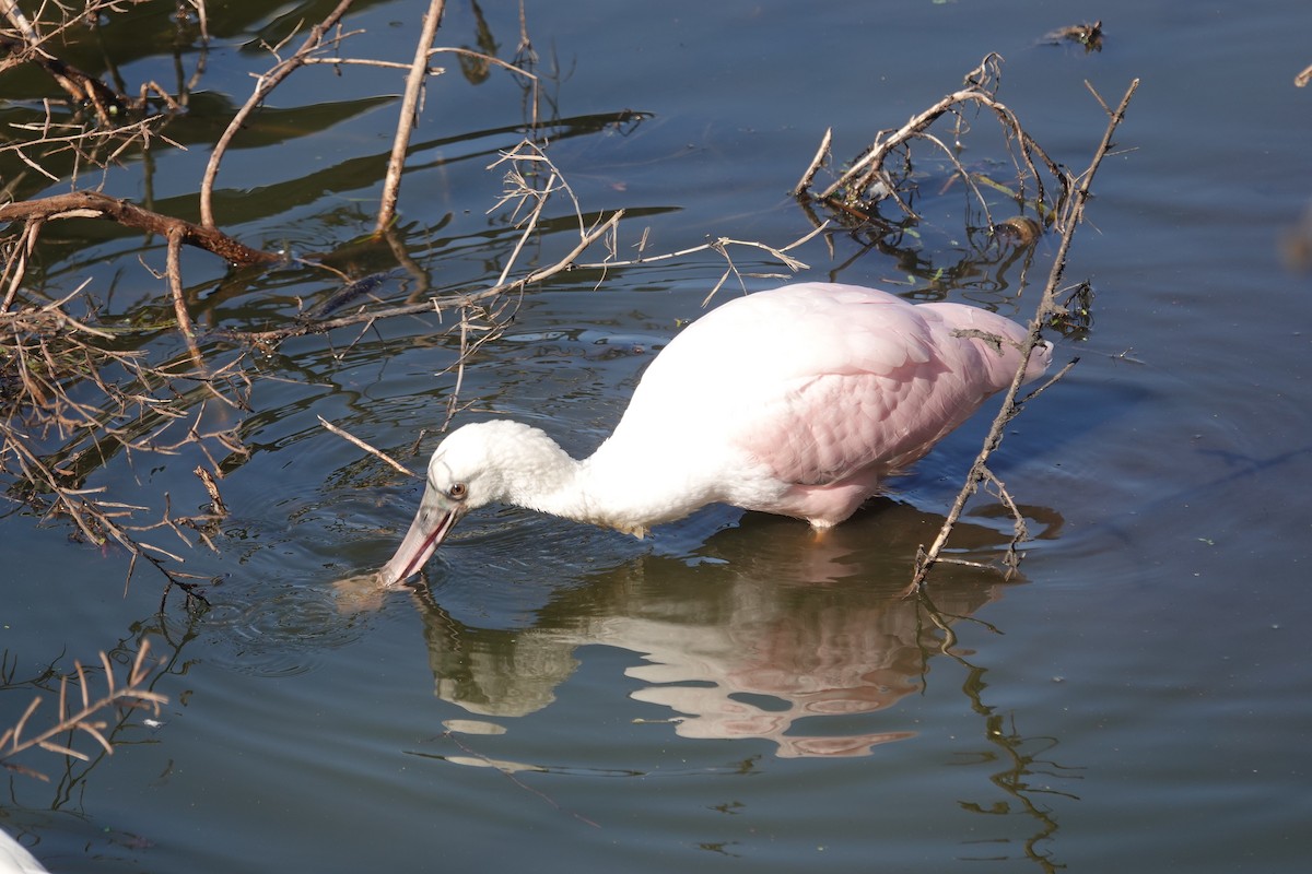 Roseate Spoonbill - ML646617888