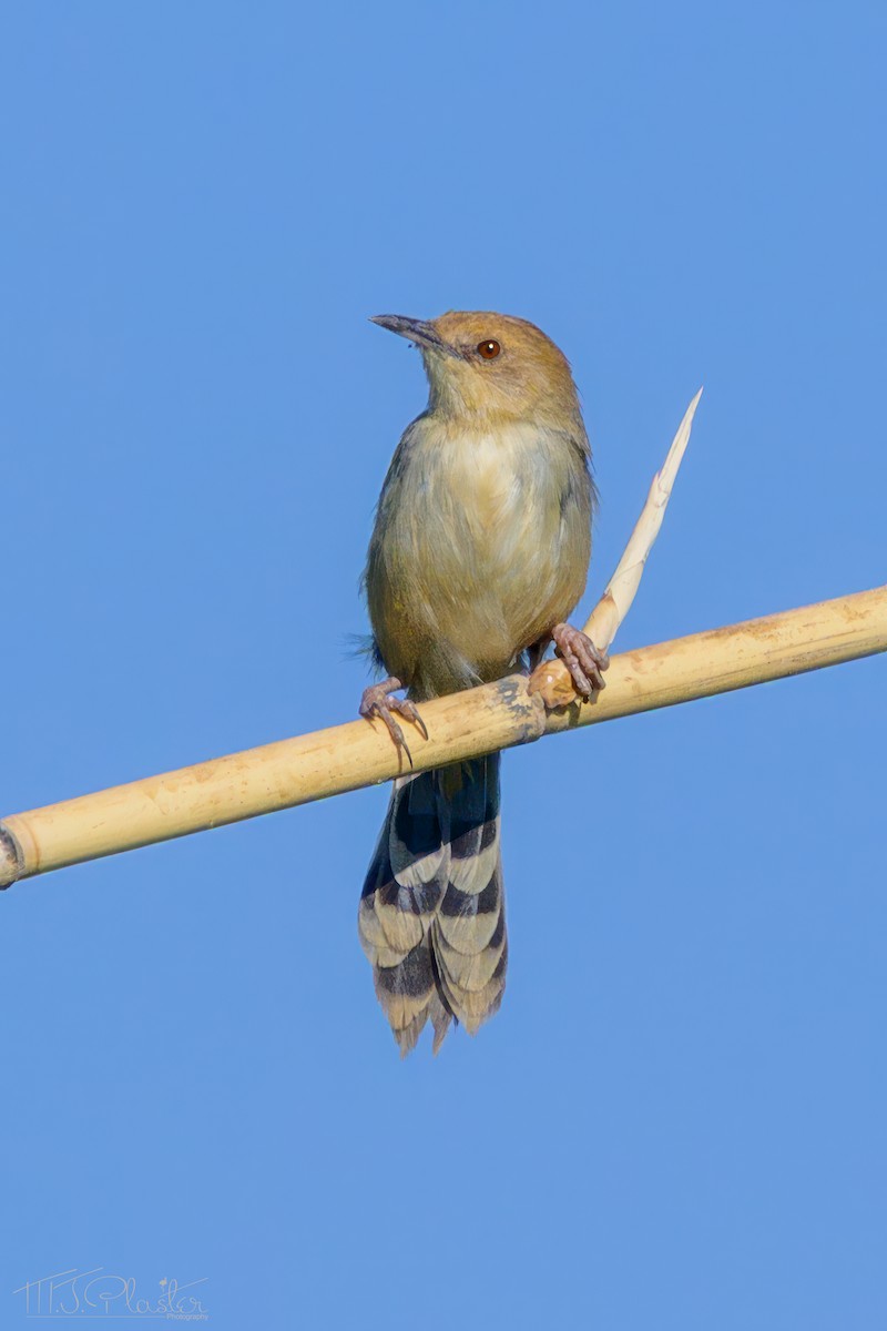 Tawny-flanked Prinia - ML646617890