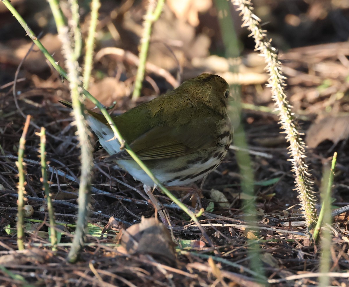 Ovenbird - ML646617892