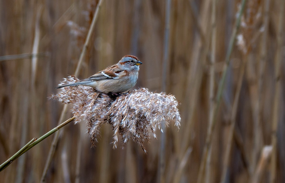 American Tree Sparrow - ML646617893