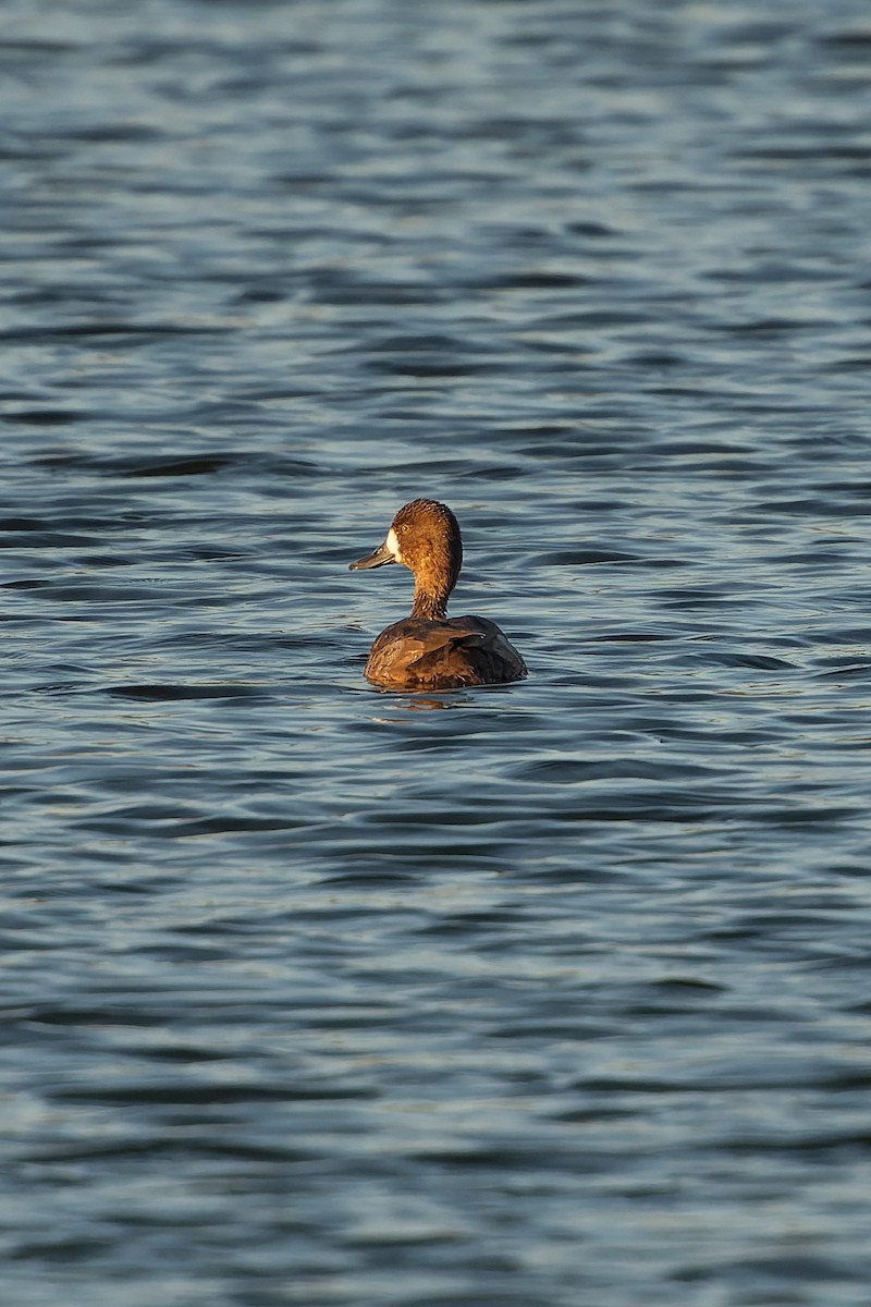 Lesser Scaup - ML646617897