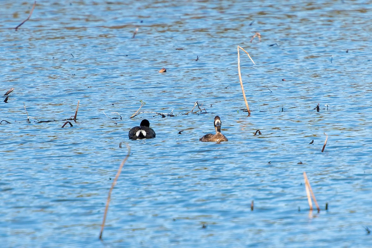 Lesser Scaup - ML646617899