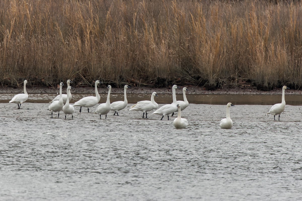 Лебідь чорнодзьобий (підвид columbianus) - ML646617913