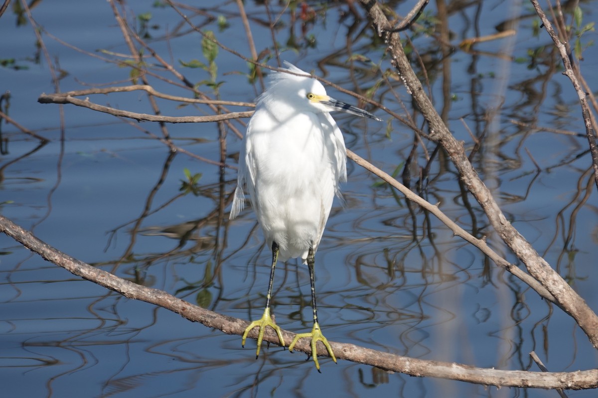 Snowy Egret - ML646617918
