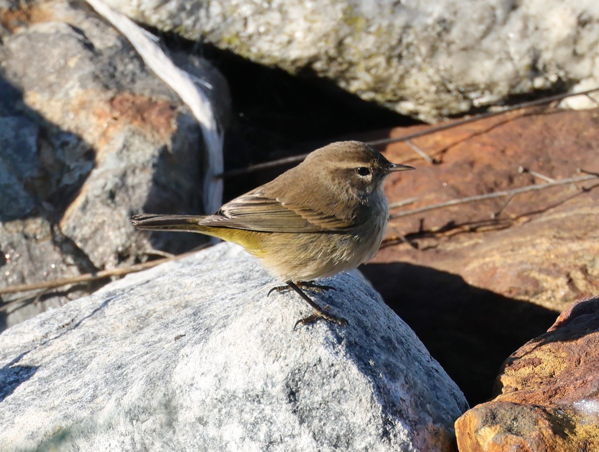 Palm Warbler (Western) - ML646617920