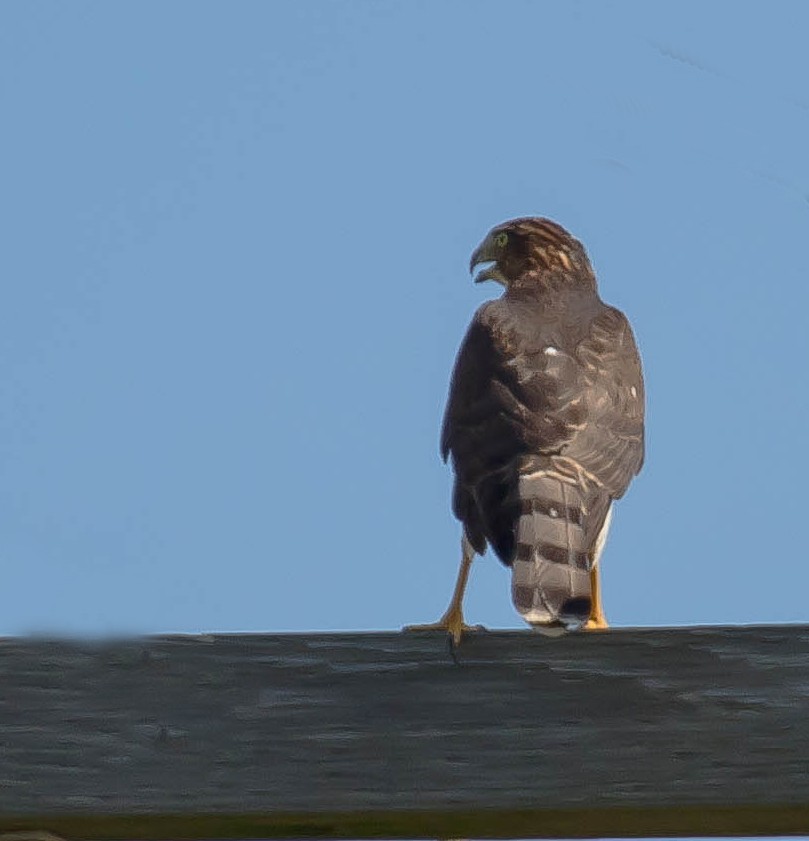 Cooper's Hawk - ML646617921