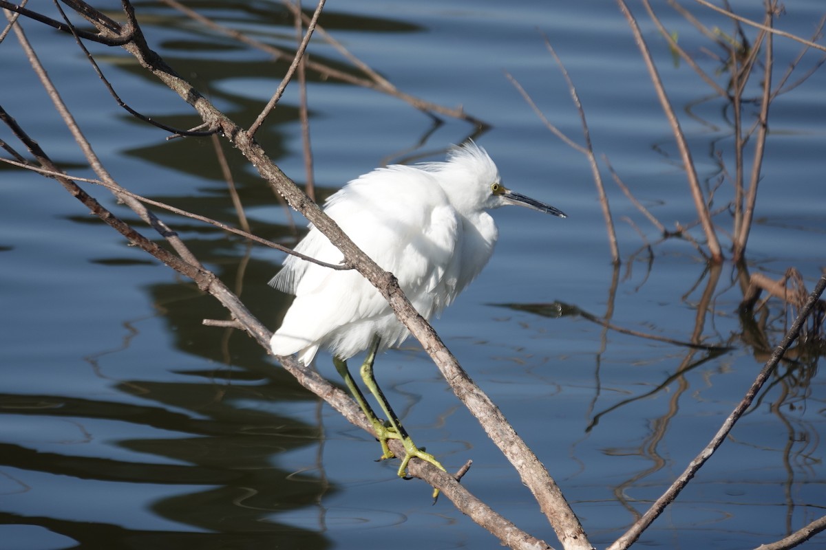 Snowy Egret - ML646617925