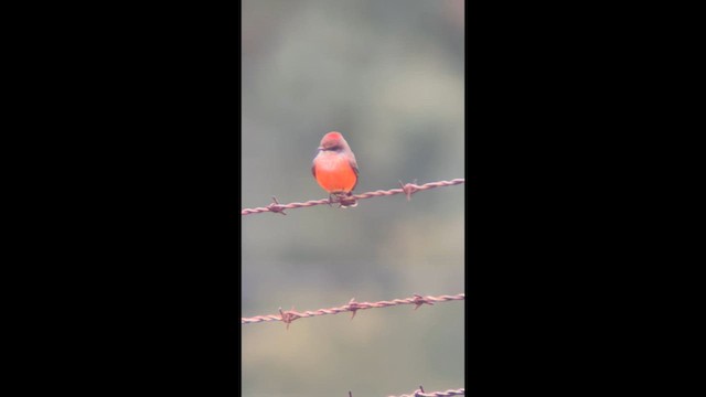 Ateş Renkli Sinekkapan - ML646617926