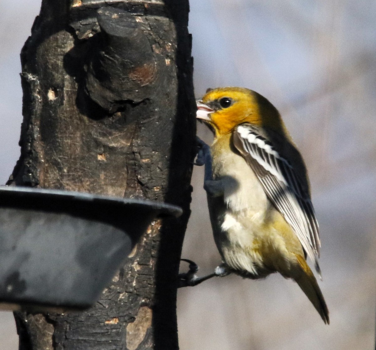 Bullock's Oriole - ML646617927