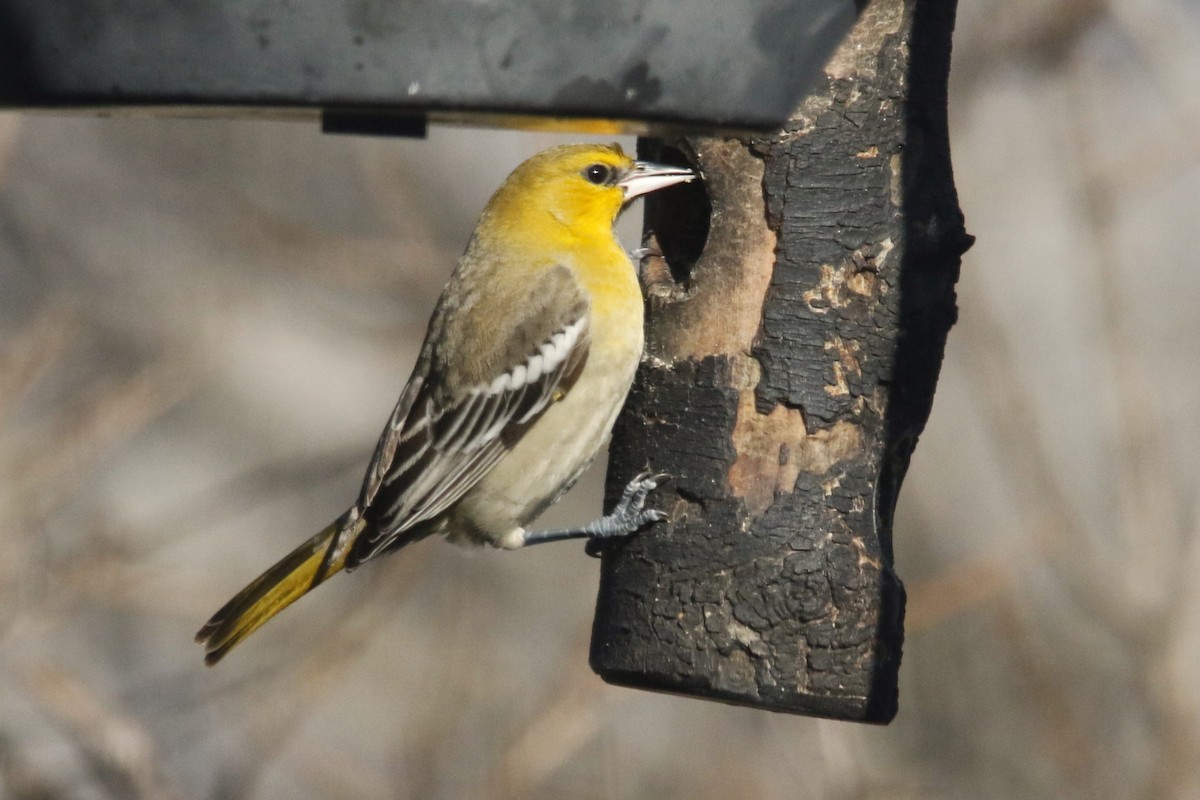 Bullock's Oriole - ML646617928