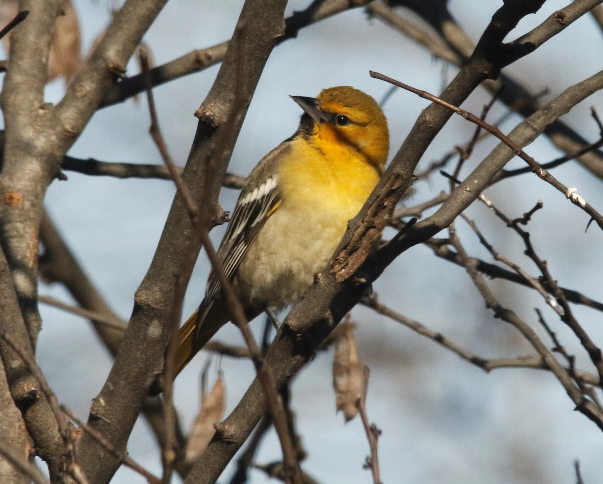 Bullock's Oriole - ML646617929