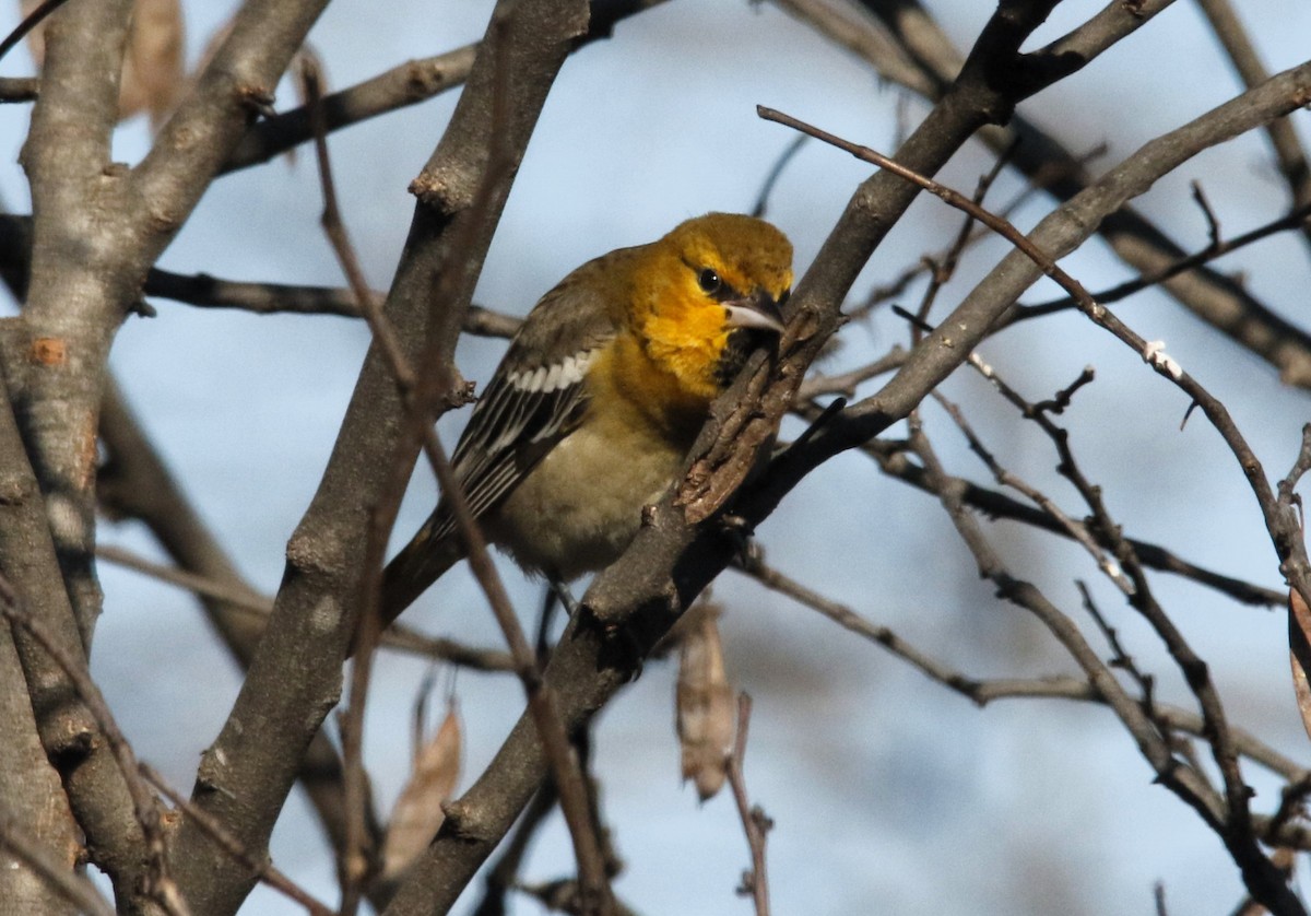 Bullock's Oriole - ML646617930