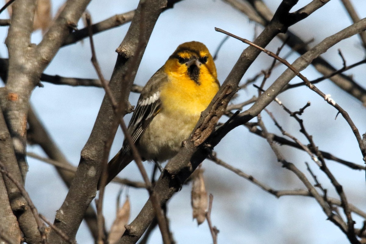 Bullock's Oriole - ML646617931