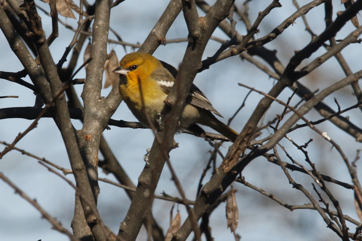 Bullock's Oriole - ML646617932