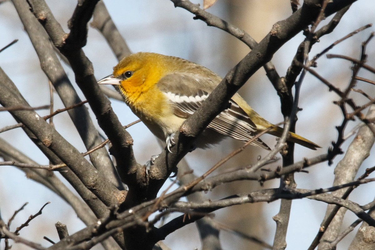 Bullock's Oriole - ML646617933