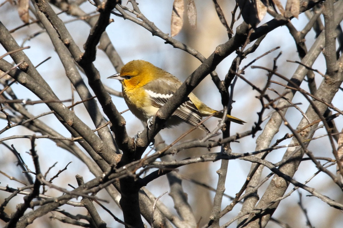 Bullock's Oriole - ML646617934