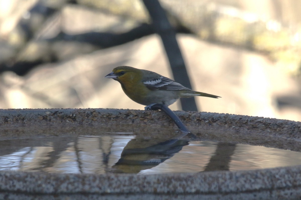 Bullock's Oriole - ML646617935