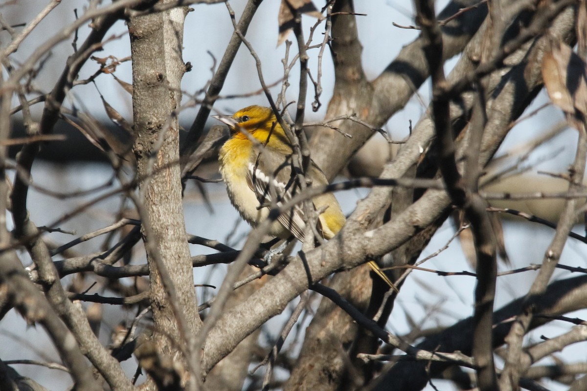 Bullock's Oriole - ML646617936