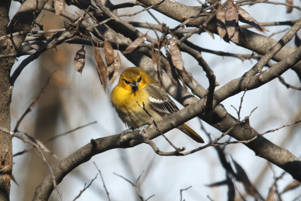 Bullock's Oriole - ML646617937