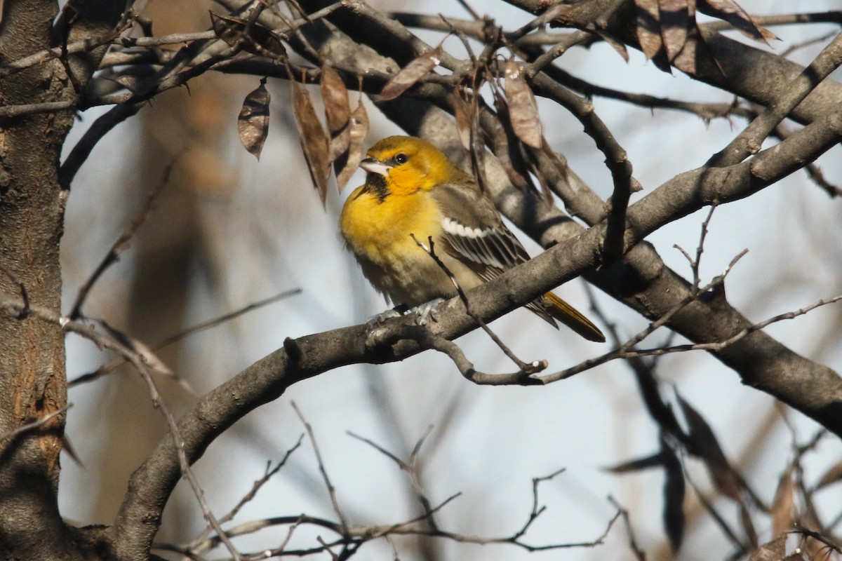 Bullock's Oriole - ML646617938