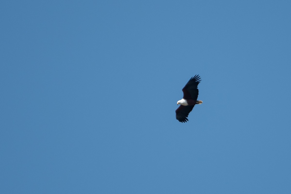 flodørn - ML646617940