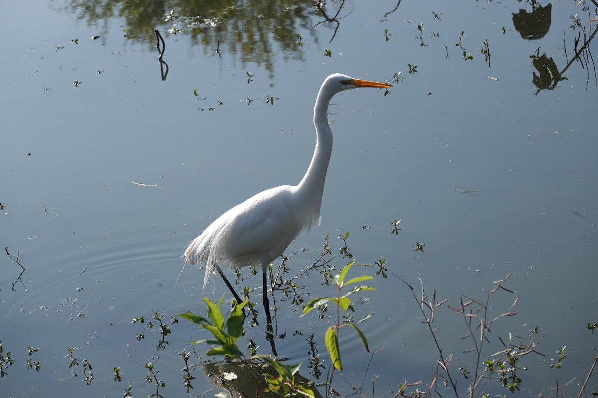 Great Egret - ML646617941