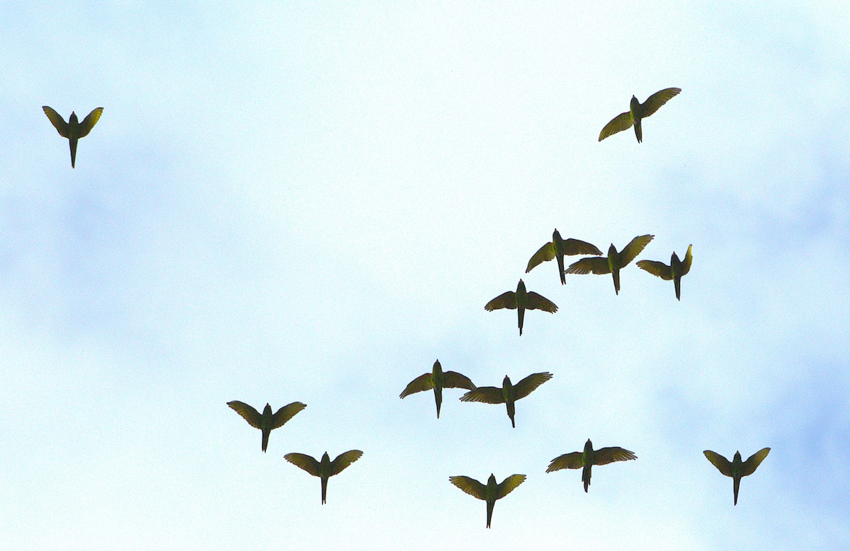 rødmaskeparakitt - ML646617942