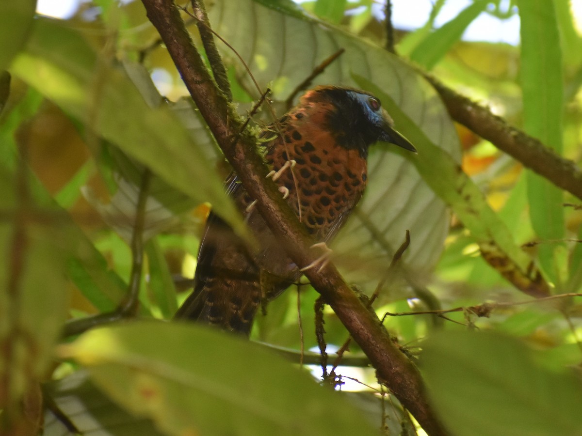 Ocellated Antbird - ML646617944