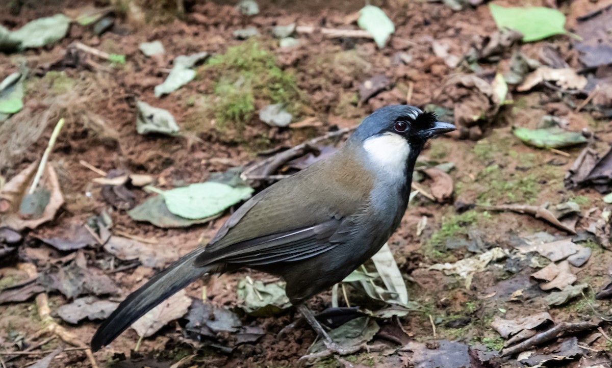 Black-throated Laughingthrush - ML646617947