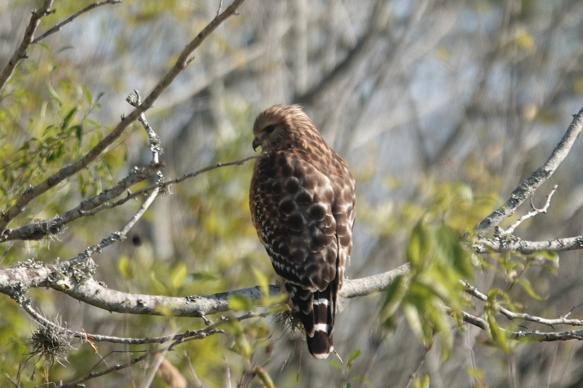 Red-shouldered Hawk - ML646617950