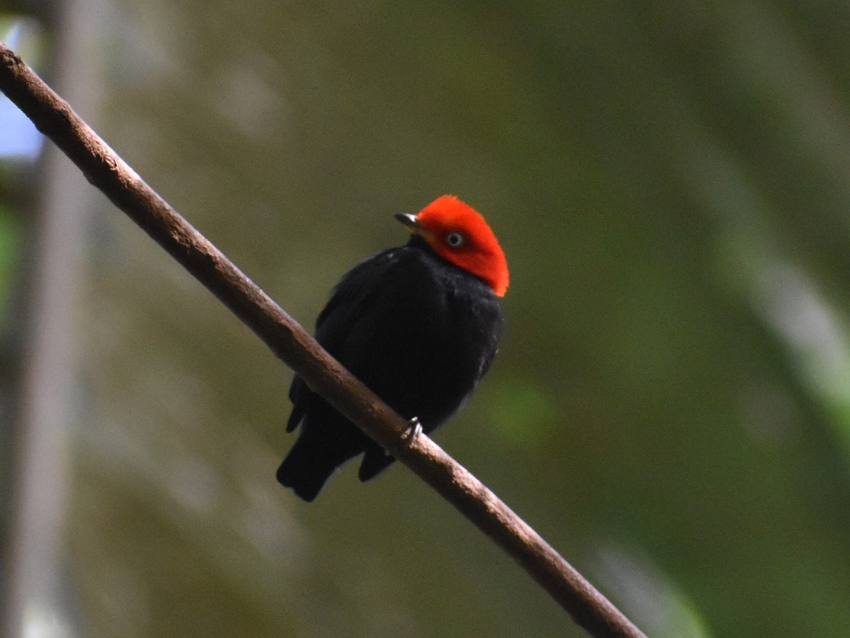 Red-capped Manakin - ML646617953