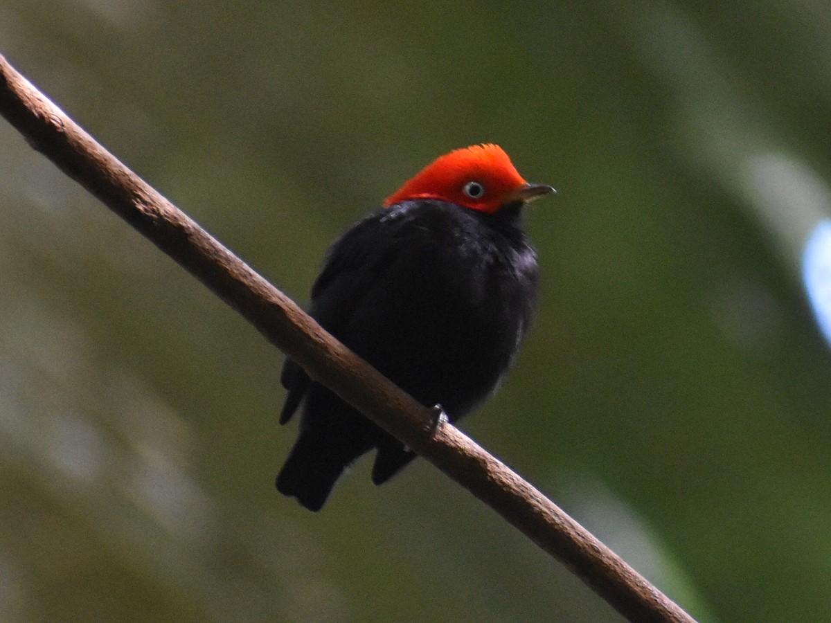 Red-capped Manakin - ML646617954