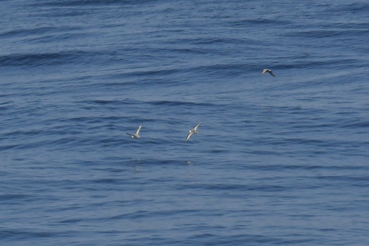 Falaropo beccosottile - ML646617956