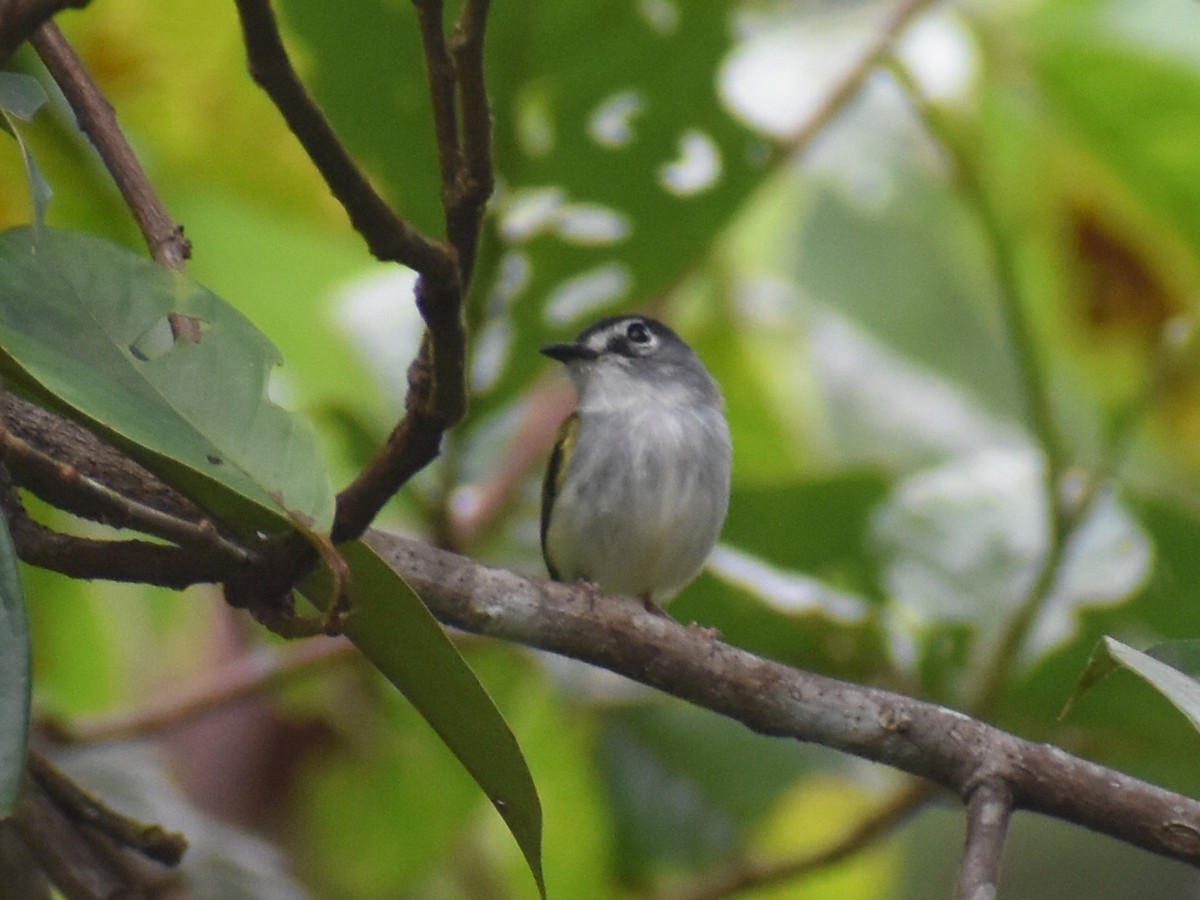 Black-capped Pygmy-Tyrant - ML646617958