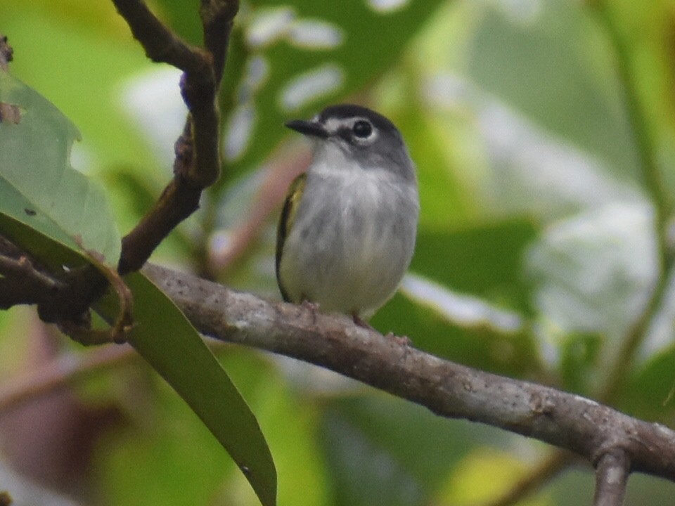 Black-capped Pygmy-Tyrant - ML646617959