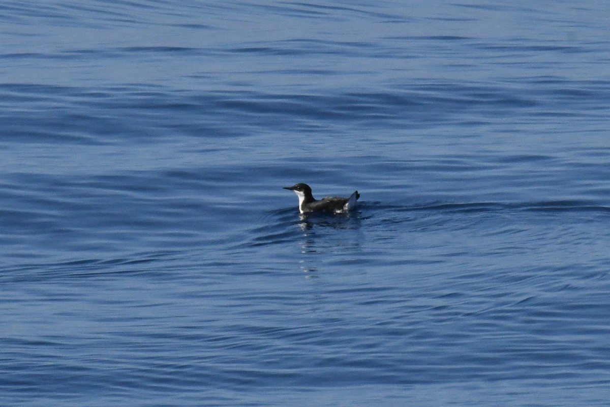 Craveri's Murrelet - ML646617960