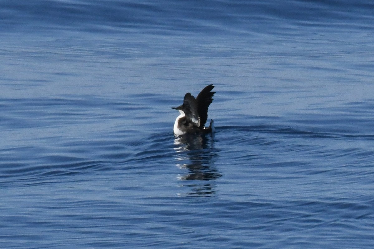 Craveri's Murrelet - ML646617961