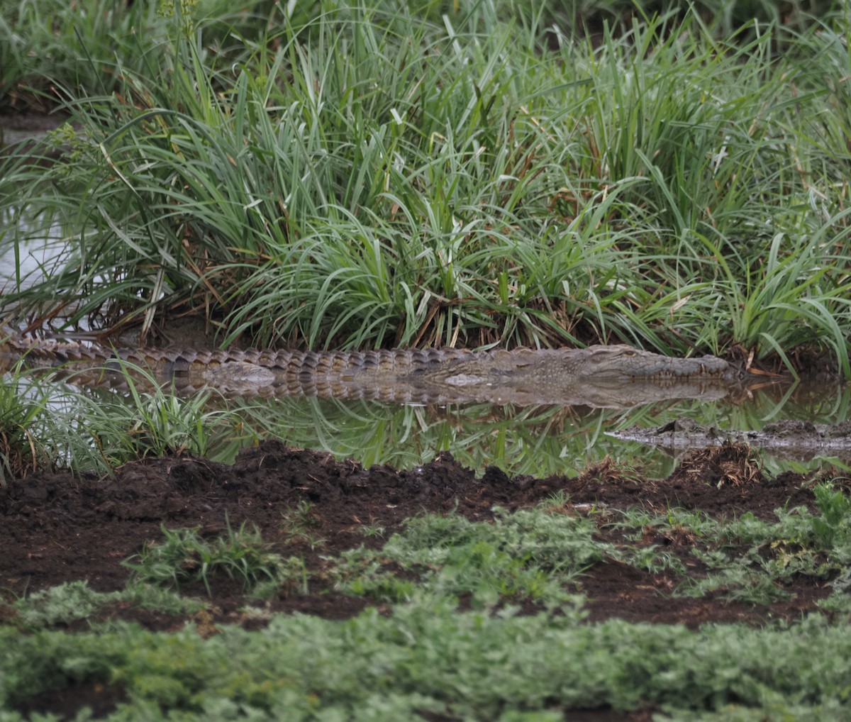 Nile Crocodile - ML646617962