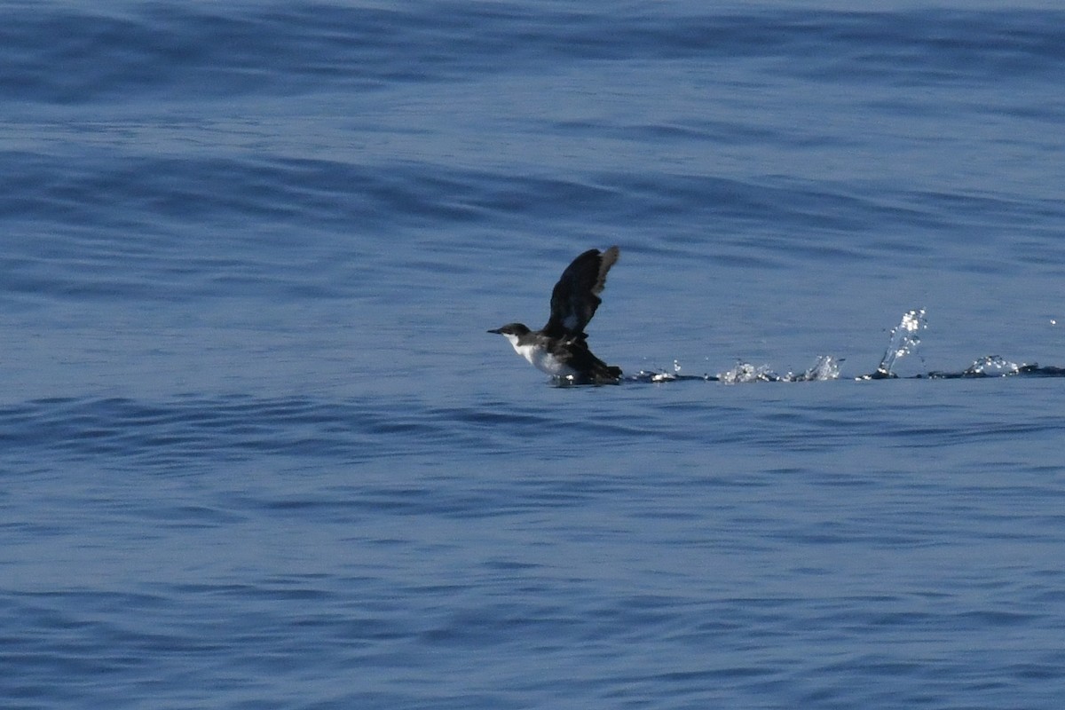 Craveri's Murrelet - ML646617964