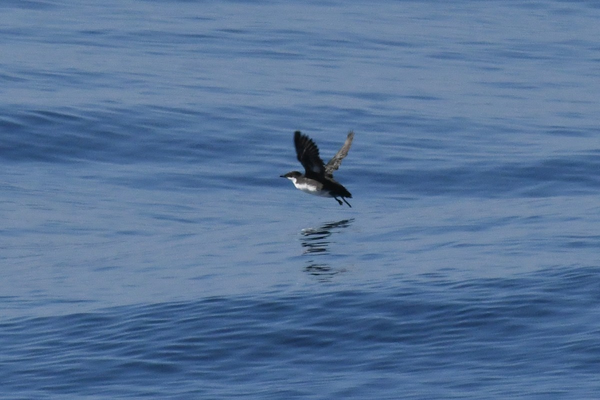 Craveri's Murrelet - ML646617966