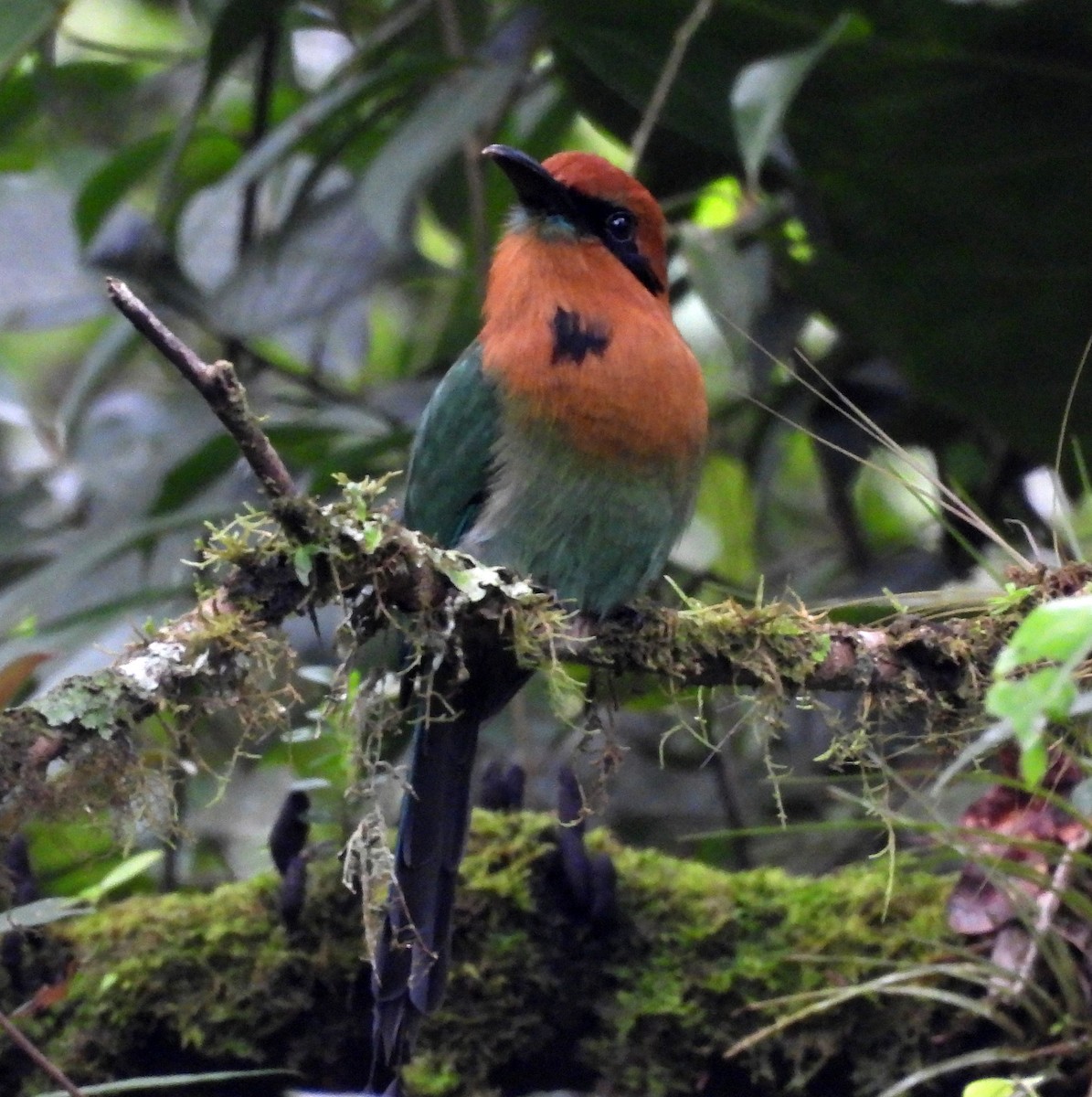Broad-billed Motmot - ML646617967