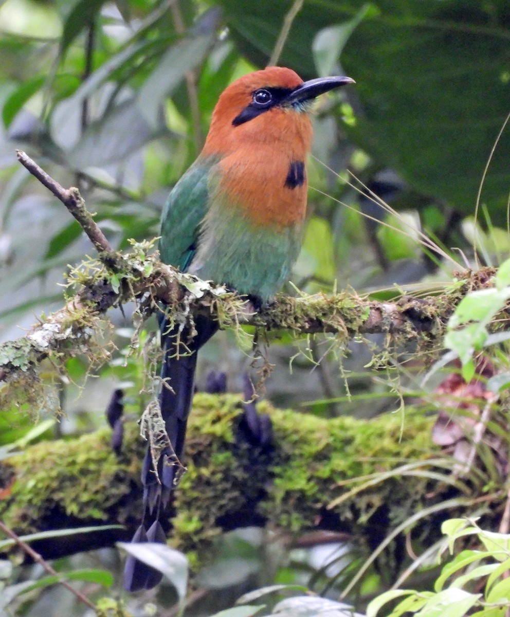 Broad-billed Motmot - ML646617968