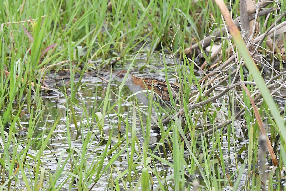 Baillon's Crake - ML646617969
