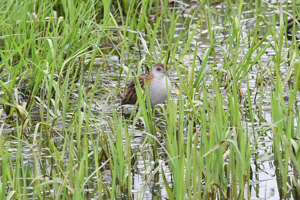Baillon's Crake - ML646617970