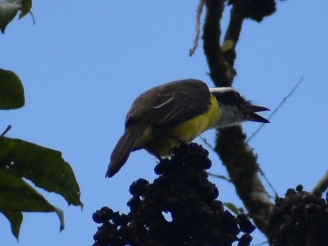 White-ringed Flycatcher - ML646617972
