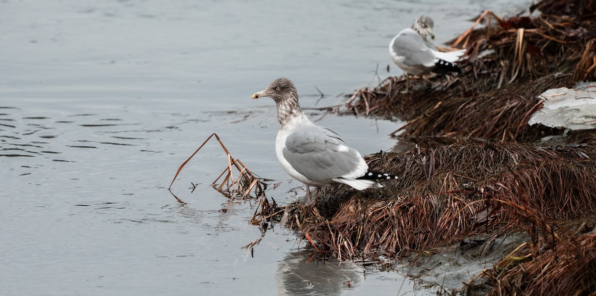 Amerika Gümüş Martısı - ML646617973