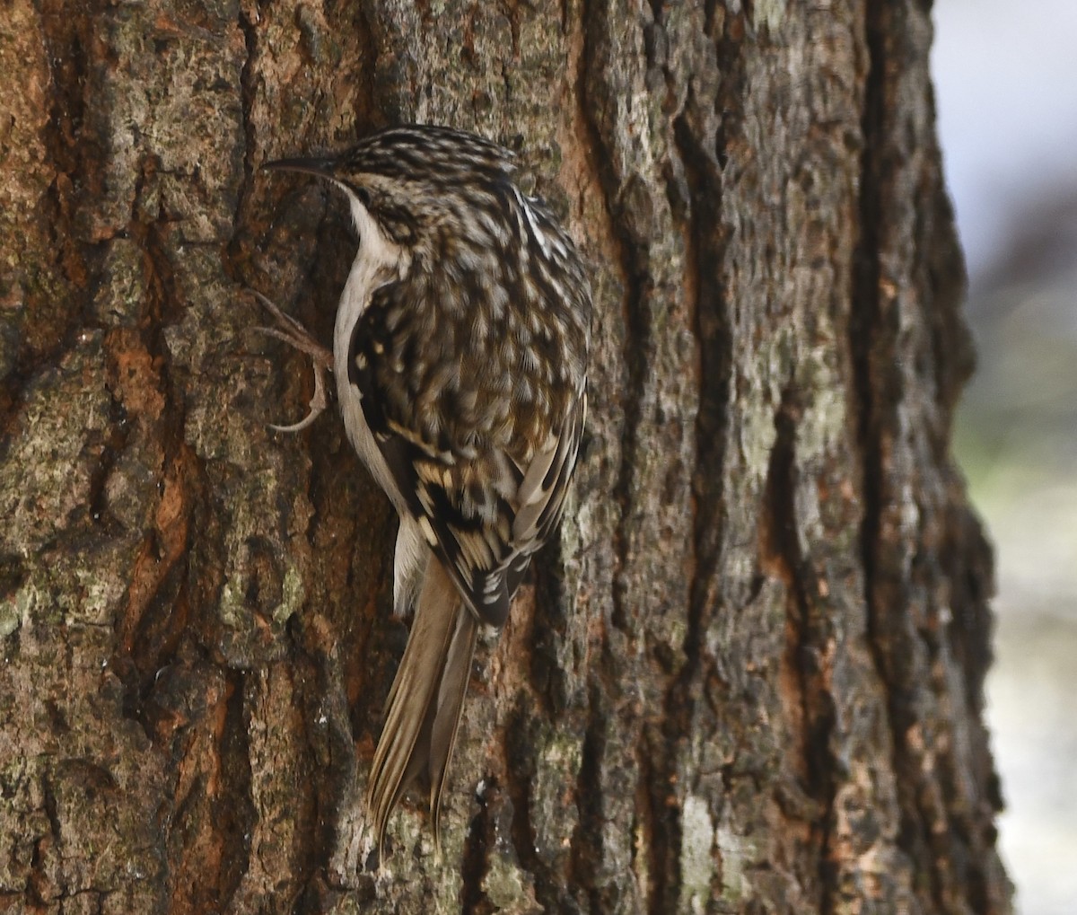 Brown Creeper - ML646617974