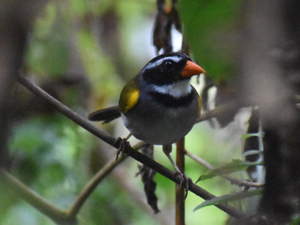 Orange-billed Sparrow - ML646617976