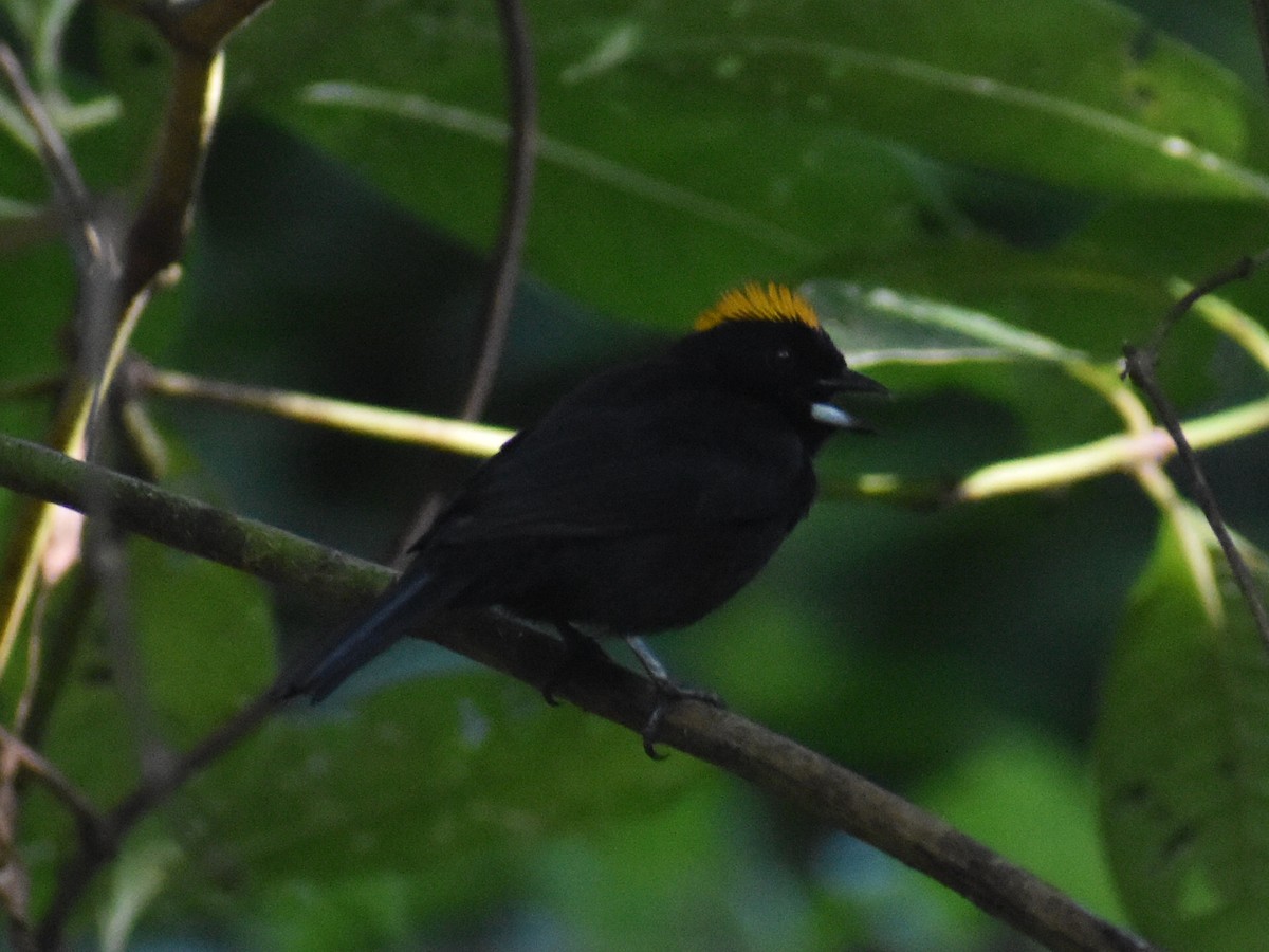 Tawny-crested Tanager - ML646617980